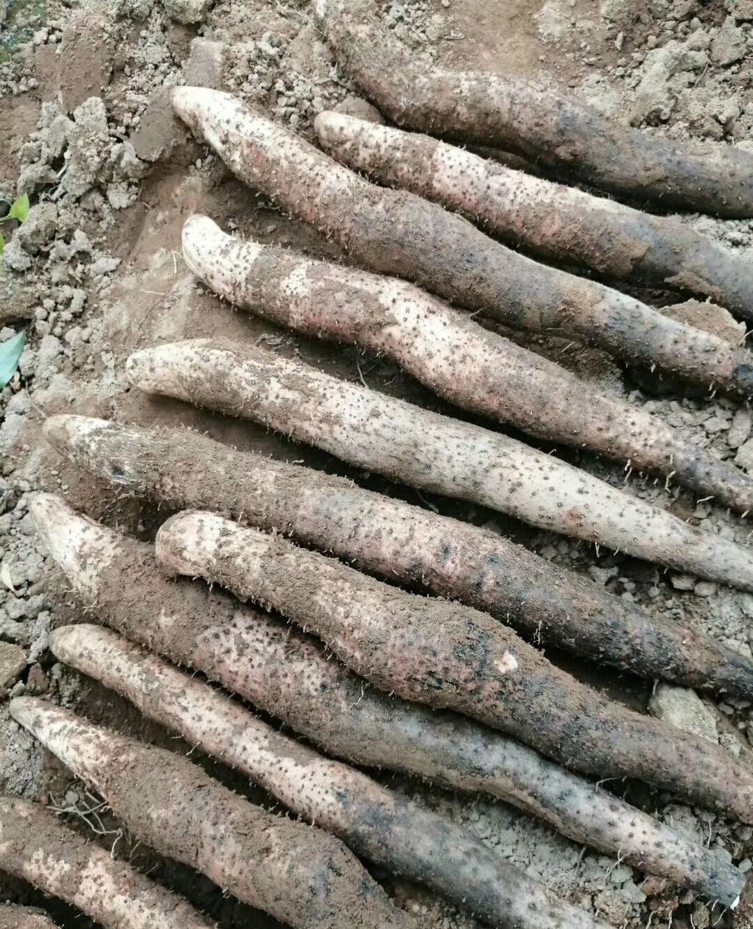 大量淮山出售,单煮或者煲汤好配料,粉糯粉糯的