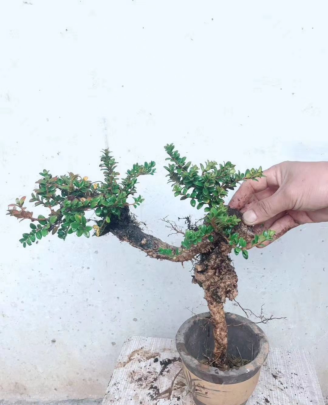 珍珠小黄杨造型各有不同,有的适合做小盆景!