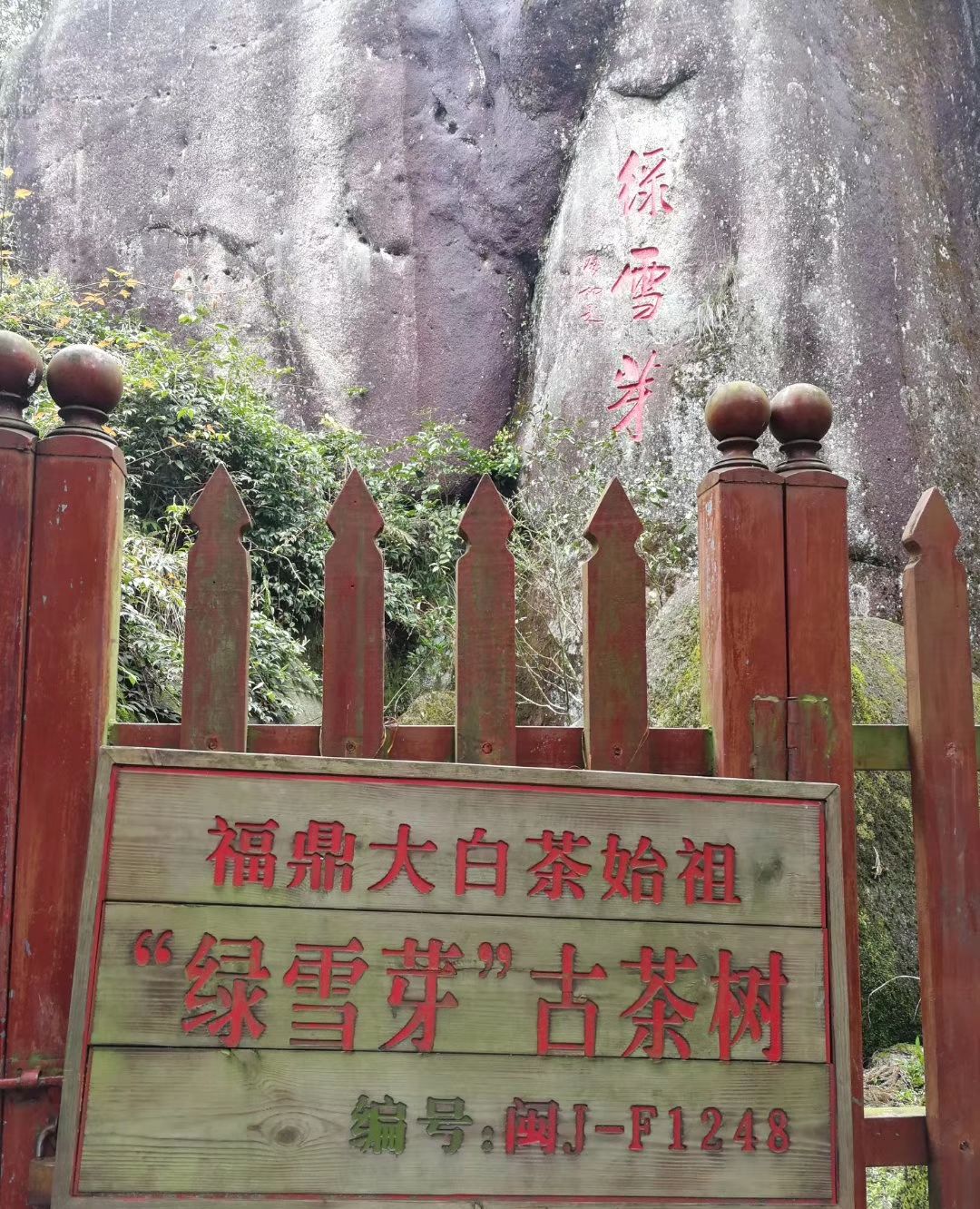 祖奶奶级别的白茶母树绿雪芽