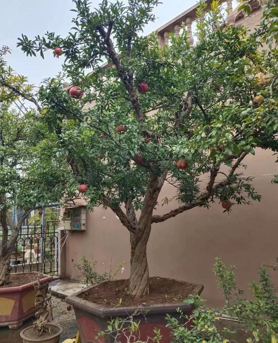 大红袍石榴盆栽不错_高清图集_新浪网