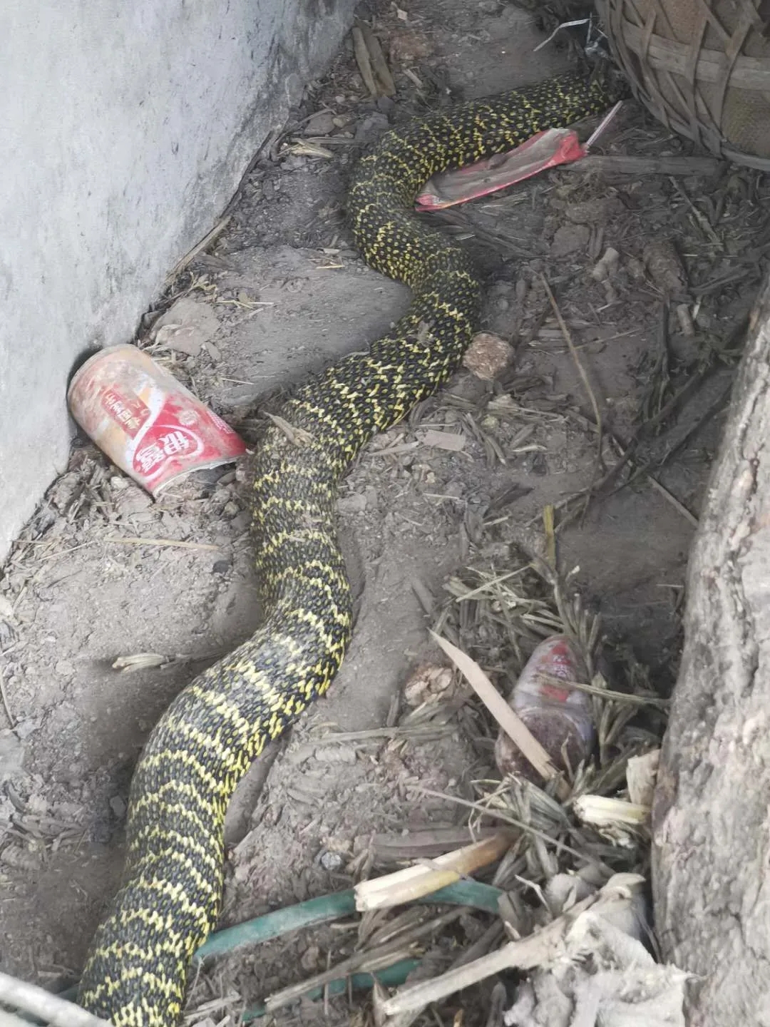 安康一村民院内现3米长大蛇,警民合力捕捉放归山林