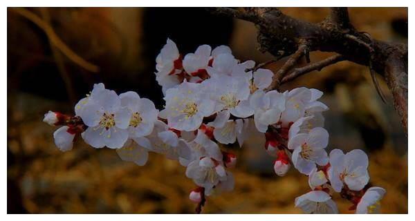 6月生肖羊运势 春风得意 财运红火 事业风生水起 财运 运势 生水 新浪新闻 6月生肖羊运势 春风得意 财运红火 事业风生水起 财运 运势 生水 新浪新闻