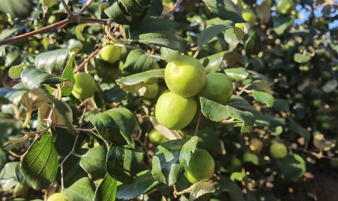 太平镇:沿江河谷的味道——"毛枣李"__财经头条