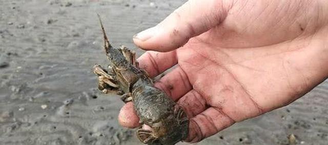 海水有变化的时候会钻进洞里保护自己|虾|毛笔|蝼蛄_新浪新闻