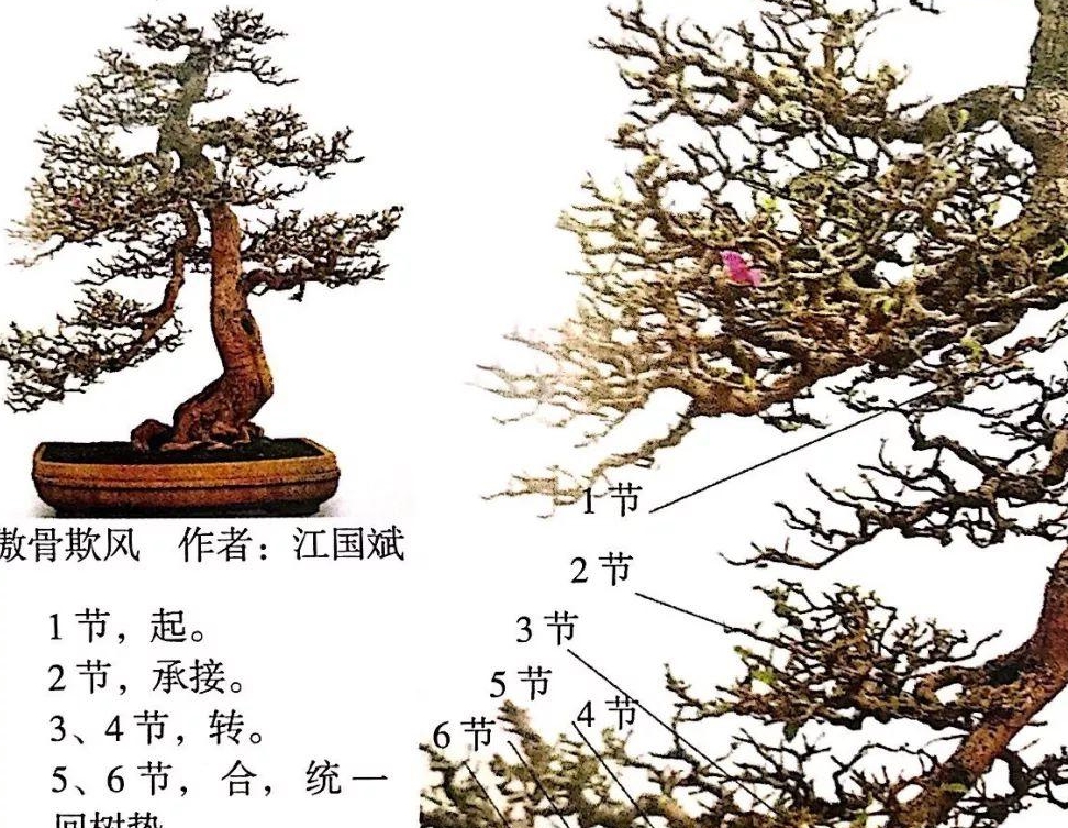 掌握5种岭南盆景的造型枝法就能创作出变化多端的盆景作品
