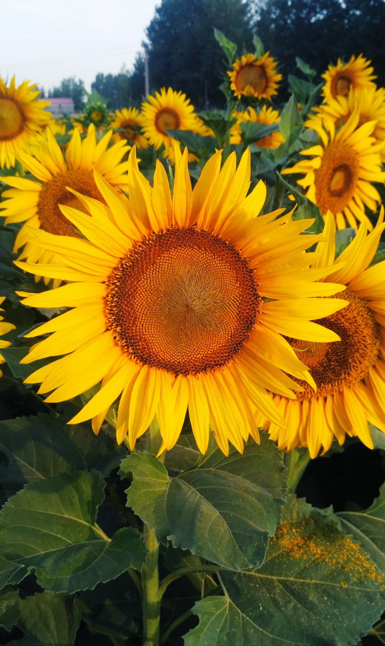 油葵花开正当时,鲜花绽放太阳花