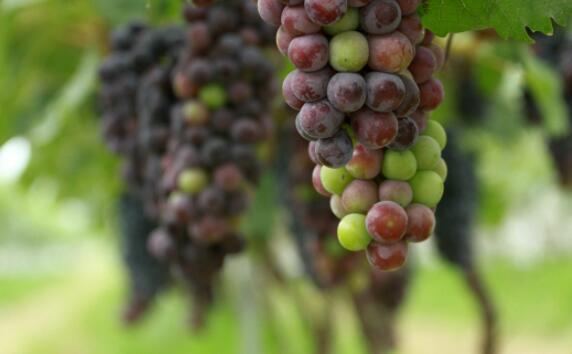 香蕉真的不通便！葡萄上的白霜不是农药！盘点关于水果的10个谣言休闲区蓝鸢梦想 - Www.slyday.coM