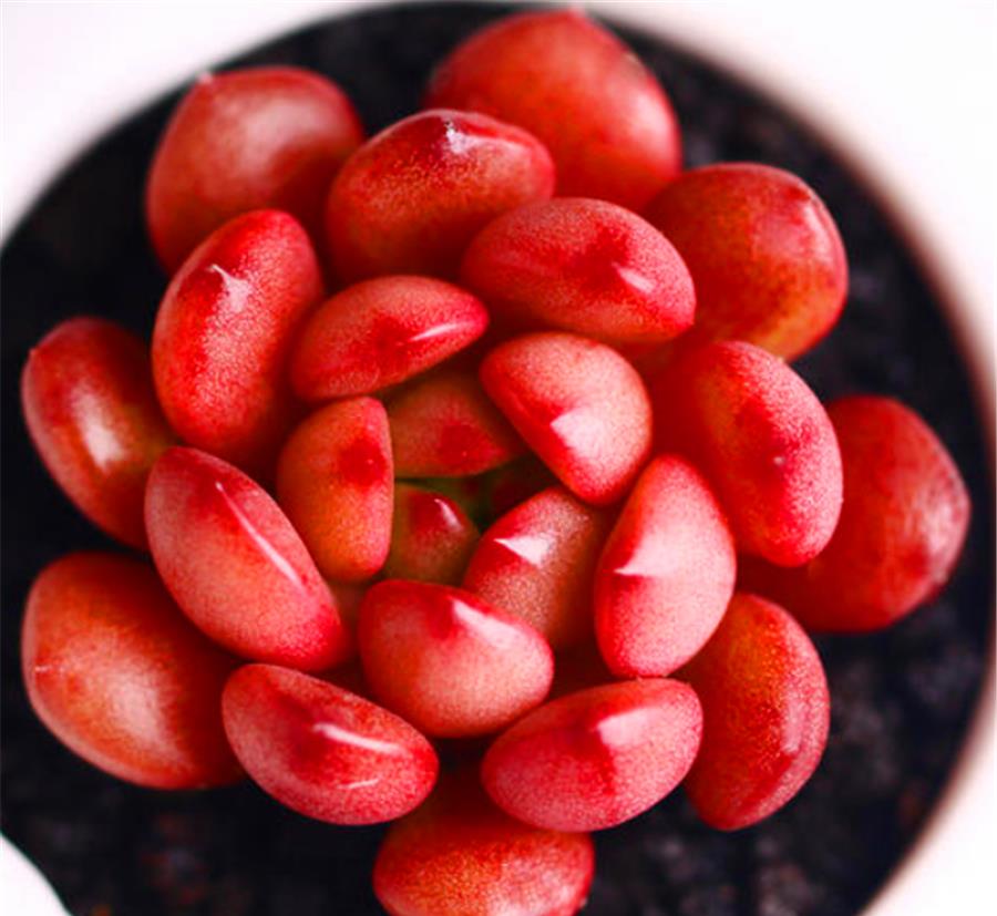 多肉红宝石8月怎么养?常浇1种水,不烂根叶子肥,鲜红明亮