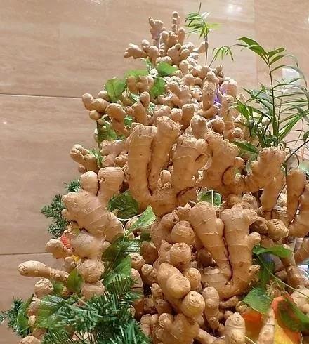 阳台种生姜,播种简单,轻松打下一片"姜山",3年不用买生姜_高清图集