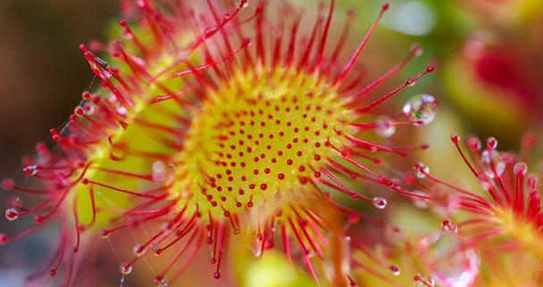 播种茅膏草使用普通花盆即可,将基质填满花盆.