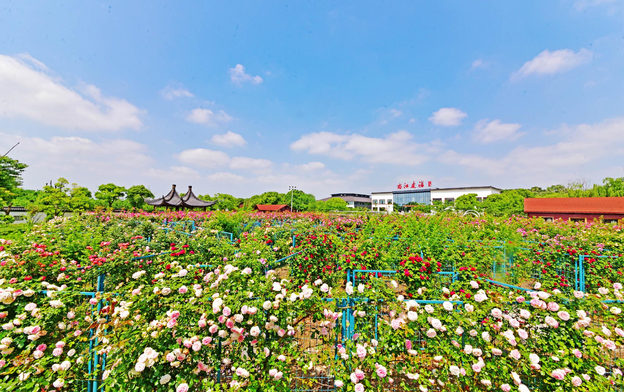 五月斗山生态园,渚友江南花满园.江苏省无锡市锡山区锡北镇.
