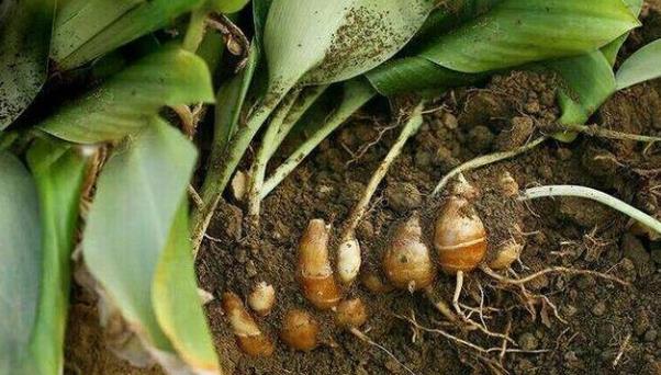 药食两用作物山奈,注重八个种植细节,采用套种栽培,高产有效益