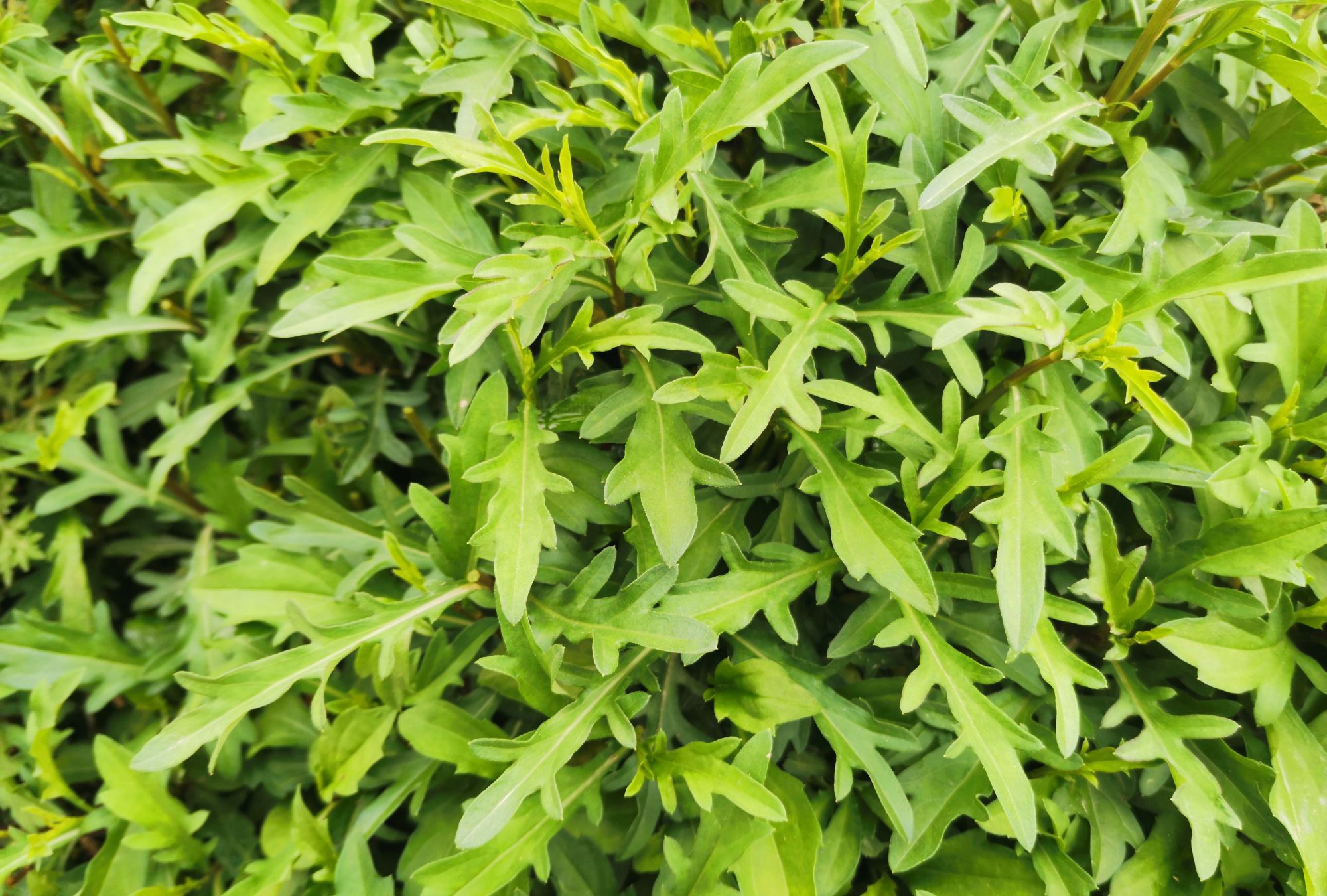 田间地头的野菜:鱼鳅串