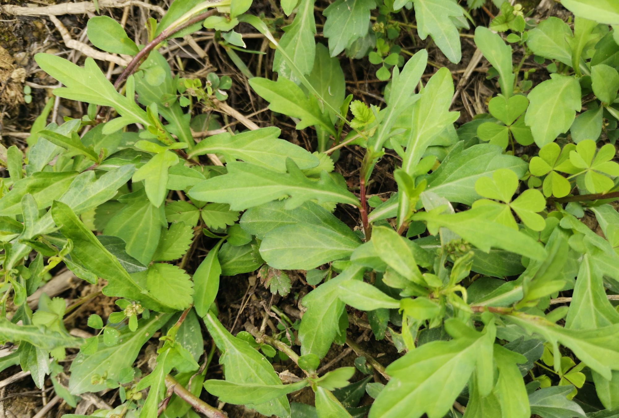 1 / 6 鱼鳅串,别名马兰,多年生草本植物.