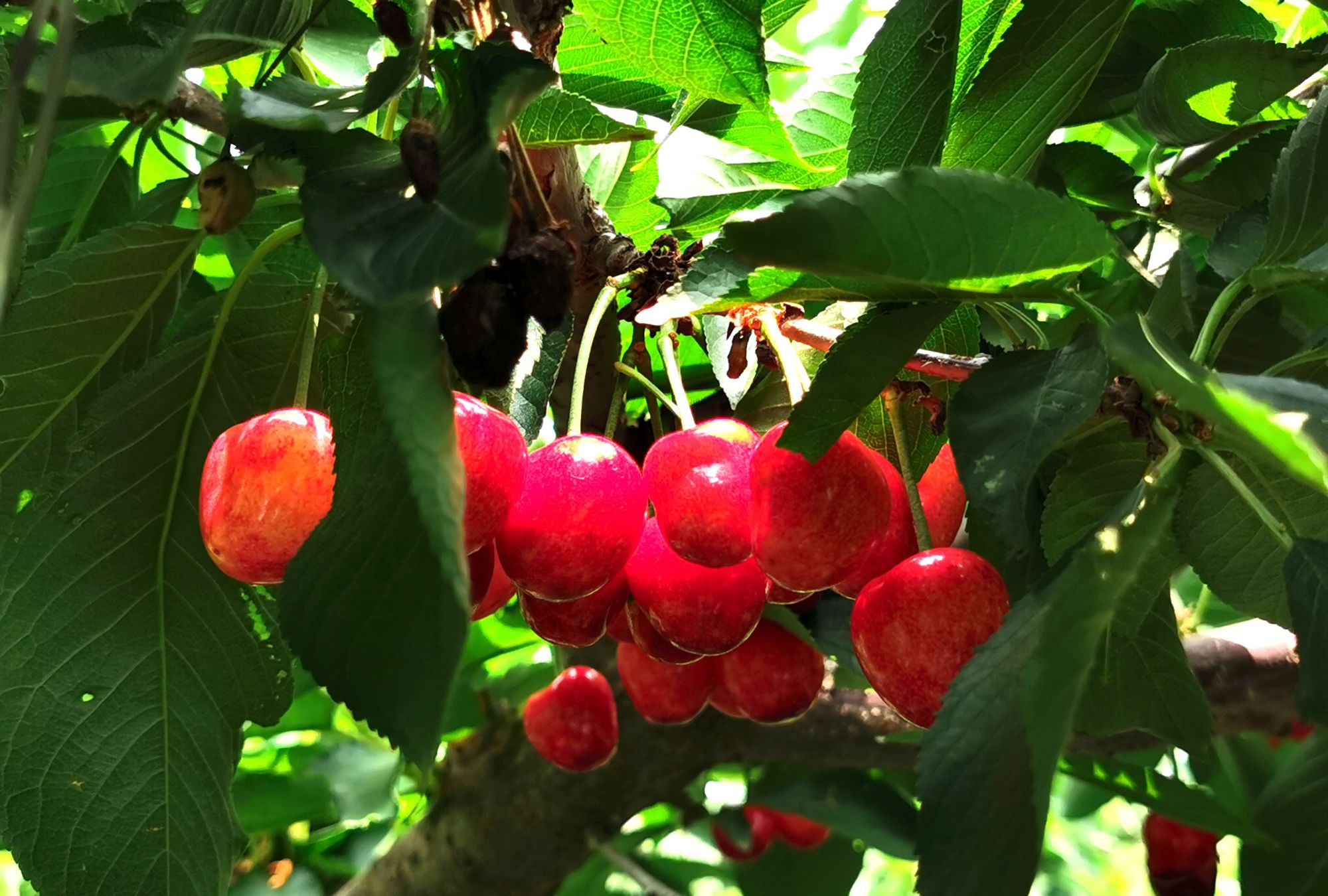 山海关大樱桃好吃!果好人更好,关里不见不散!