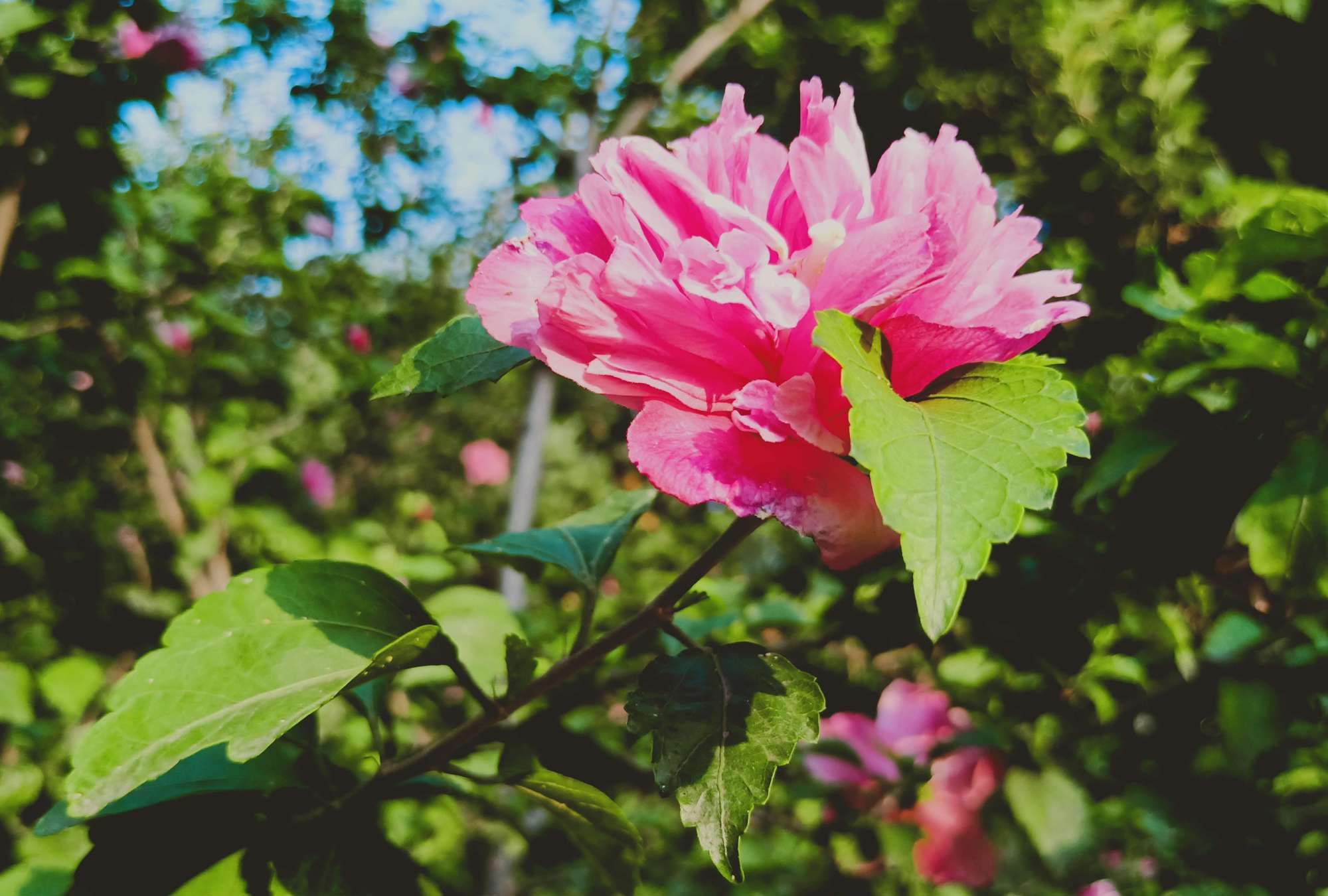 白色,深粉等以及复色品种,花瓣也有单瓣,半重瓣和重瓣之别 白木槿是