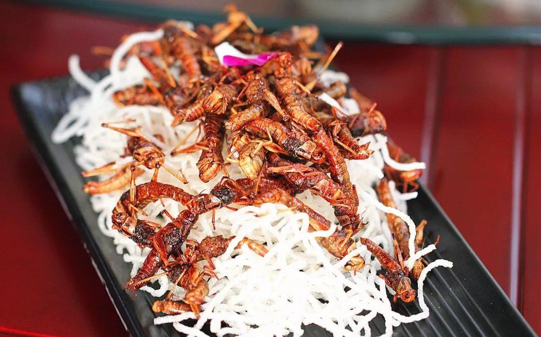 山东特色小吃炸蚂蚱你知道哪个城市吃蚂蚱最多吗