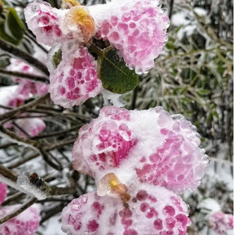 花开如果你还没感受过在雪中赏杜鹃快来峨眉山吧仙山会给你连在冬天都