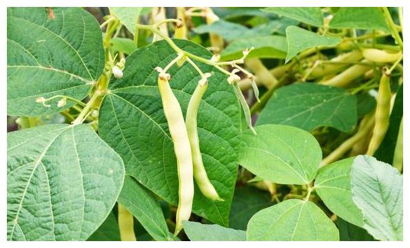 一言说破,深入了解,以后种植菜豆不愁你还不来学习吗