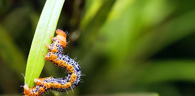 毛毛虫长什么样 毛毛虫长大之后会变成什么 飞蛾 蝴蝶 体表 新浪新闻