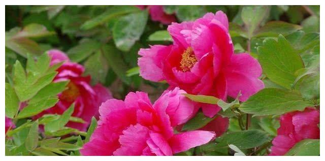 7月上旬，运势飙升，财运大开，步步高升，越努力越幸运的生肖休闲区蓝鸢梦想 - Www.slyday.coM