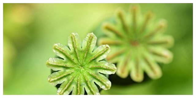 6月8日 6月15日这三生肖小人不近 厄运远离 运势奇佳 财运 运势 生肖猪 新浪新闻