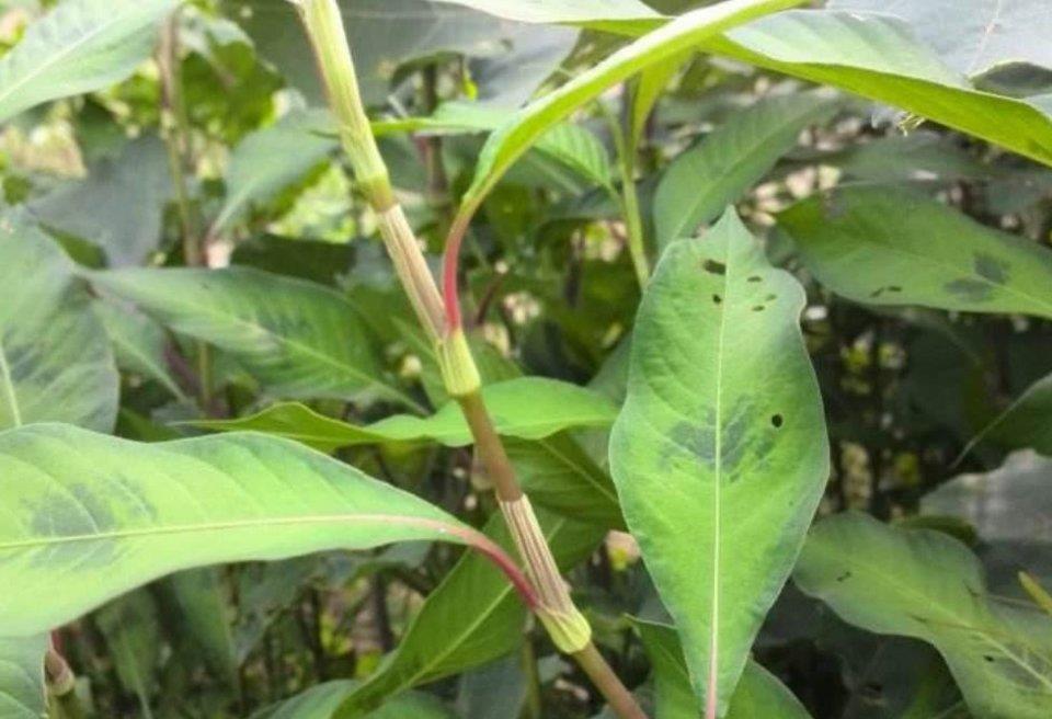 酒曲不用买,用农村常见的辣蓼草就能做,5个步骤一学就会_高清图集