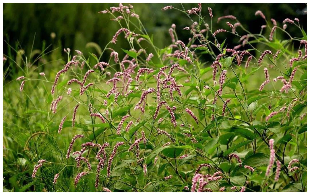 酸模叶蓼中含有一种独特的黄酮类成分,在酿酒时就可以起到促进生长的