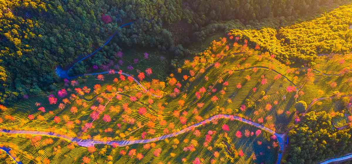 无量山樱花谷世外桃源人间仙境