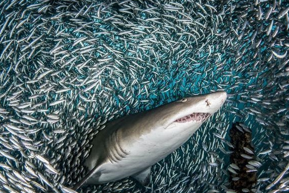 不挑食的虎鲨,吃得了鲸鱼,吞得下垃圾,连陆地鸟类都是舌尖美味