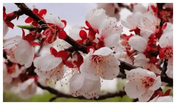 6月生肖羊运势 吉星高照 贵人指导 事业稳步上升 生肖 运势 贵人 新浪新闻 6月生肖羊运势 吉星高照 贵人指导 事业稳步上升 生肖 运势 贵人 新浪新闻