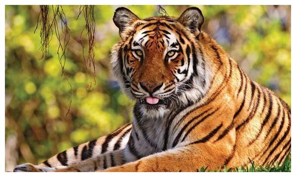 虎年“桃花劫”比较多的4个生肖,熬过去后将迎来春天,是谁呢休闲区蓝鸢梦想 - Www.slyday.coM 虎年“桃花劫”比较多的4个生肖,熬过去后将迎来春天,是谁呢休闲区蓝鸢梦想 - Www.slyday.coM