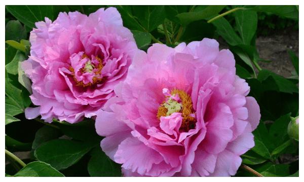 10月中旬，远离灾难，多财多福，事业登峰造极3生肖休闲区蓝鸢梦想 - Www.slyday.coM