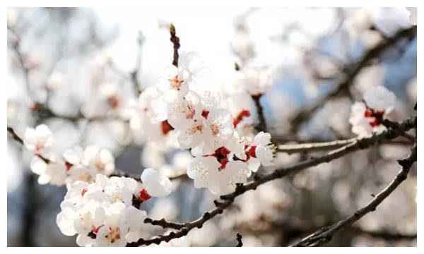 2022年财运最高的3个生肖，让我来看看你吧？把一年作为过去十年休闲区蓝鸢梦想 - Www.slyday.coM