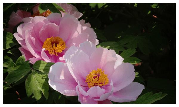 10月中旬,好运不断,桃花运来袭,喜得良缘,爱情美满4个生肖休闲区蓝鸢梦想 - Www.slyday.coM 10月中旬,好运不断,桃花运来袭,喜得良缘,爱情美满4个生肖休闲区蓝鸢梦想 - Www.slyday.coM