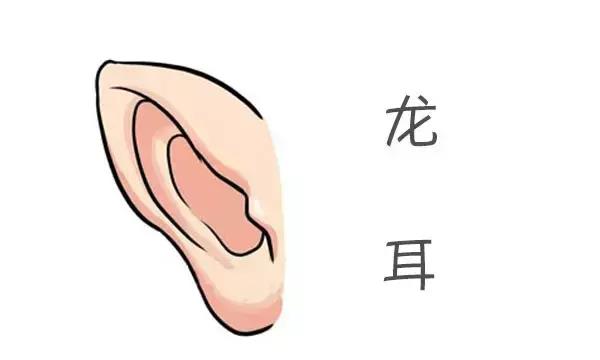 龙耳耳朵高于眉毛约一寸,又圆又小但是轮廓分明,耳垂厚实,便是金耳.