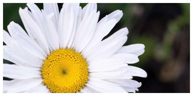 7月18日开始 四大星座仁风广被 与民同乐 金运开花 贵人 摩羯座 巨蟹座 新浪新闻