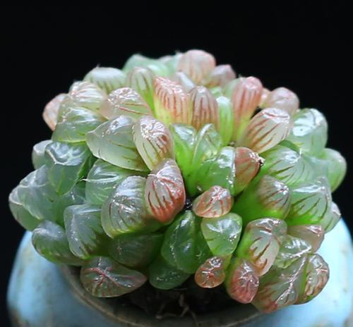 玉露冒出花箭要掐掉,不然白白浪费养分,叶片干瘪影响生长|花箭|植株