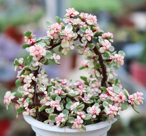 5款多肉植物,仙气十足个个都好看,光听名字就想养一盆!