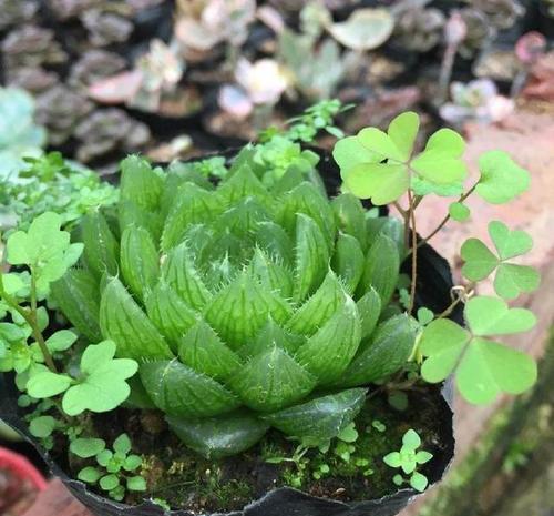 和一般的多肉不一样,叶片饱满,晶莹剔透就像是水晶一般,玉露是十二卷