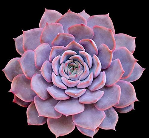 10款紫色系多肉,每一款都浪漫好养,养一盆"紫气东来"!