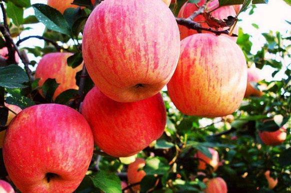 香蕉真的不通便！葡萄上的白霜不是农药！盘点关于水果的10个谣言休闲区蓝鸢梦想 - Www.slyday.coM