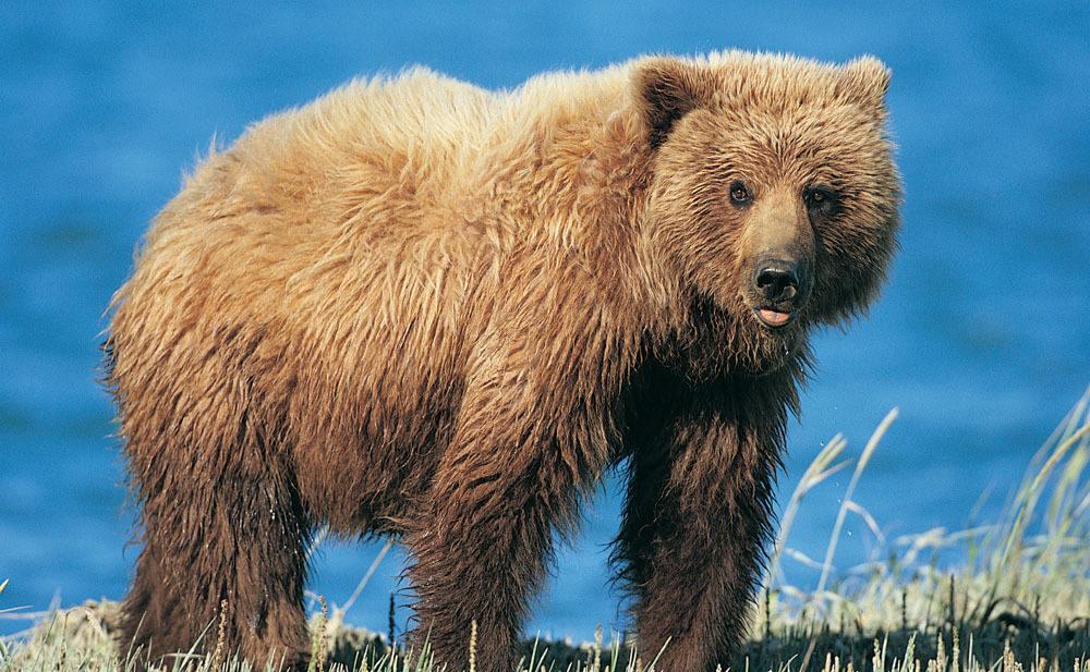 最悲催的凶猛大型动物,外形看起来很强大,却沦为人类的盘中餐