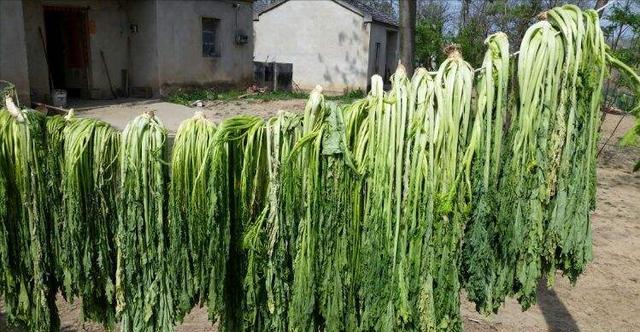 春天草地里野腊菜,一招教你腌制成美味的咸菜,配肉炒特别香__财经头条