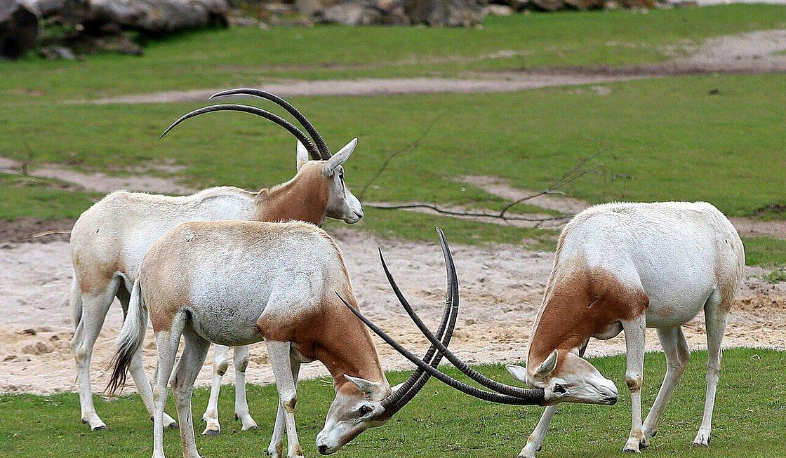 世界上角最大的5种动物 长这么大有什么用处 世界上角最大的5种动物 长这么大有什么用处