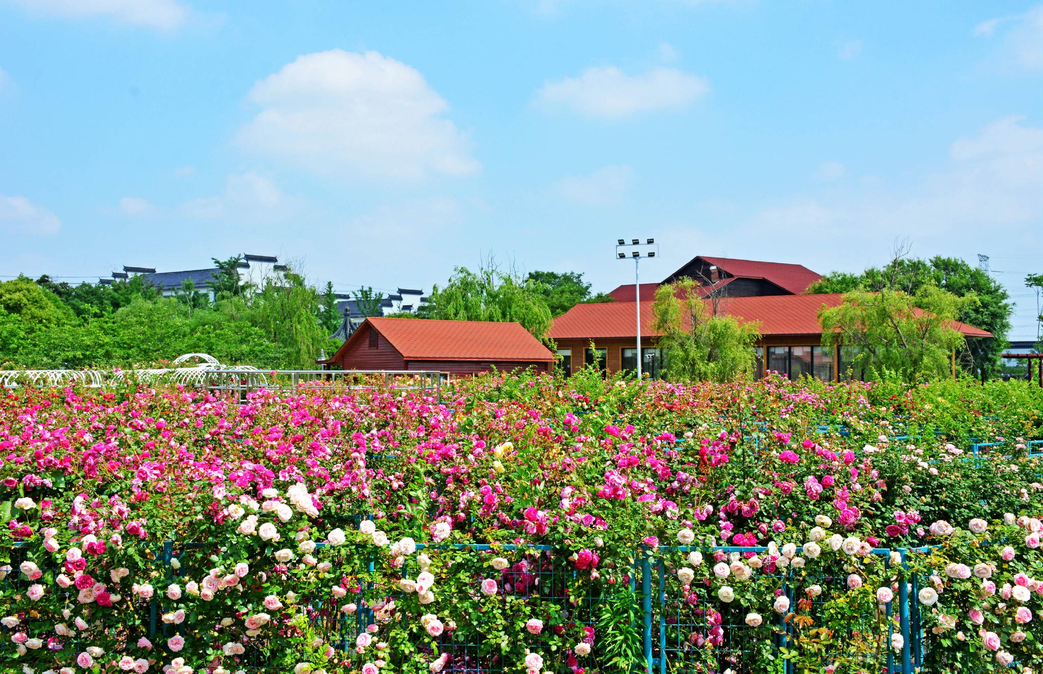 五月斗山生态园,渚友江南花满园.江苏省无锡市锡山区锡北镇.
