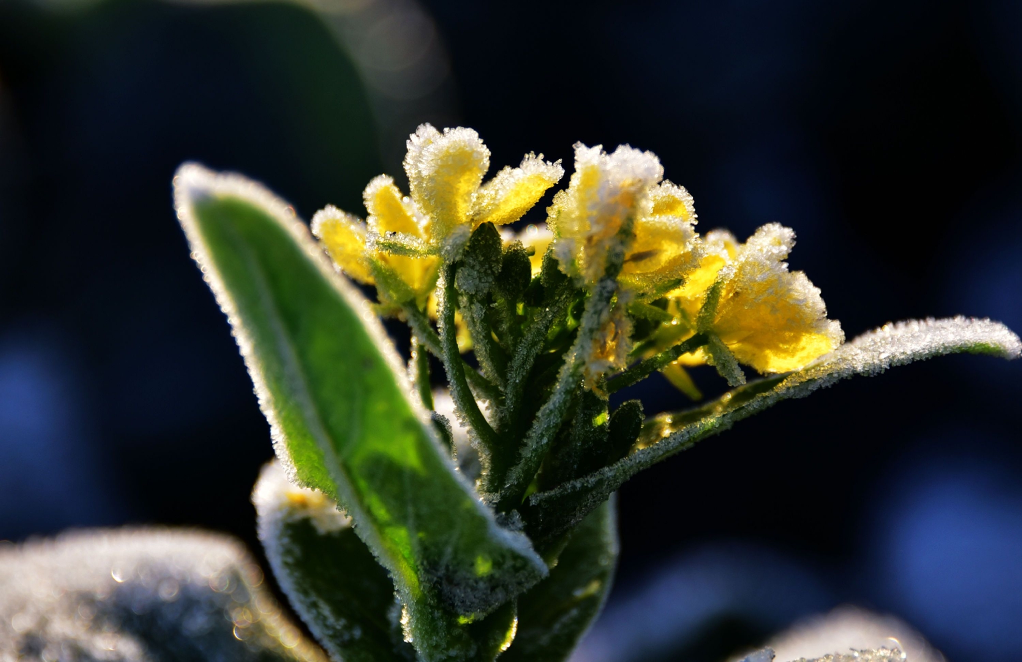 菜园子里的霜花|霜花|菜园子_新浪新闻
