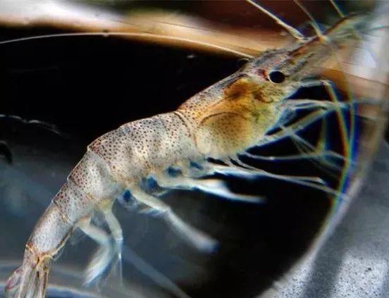 寻味南太湖太湖白虾食用指南请收好