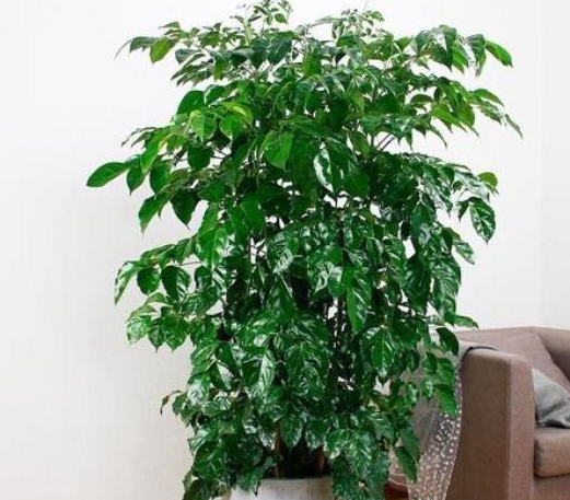 3种大型的"吉祥树盆栽",释放氧气又"除害",室内空气更清新