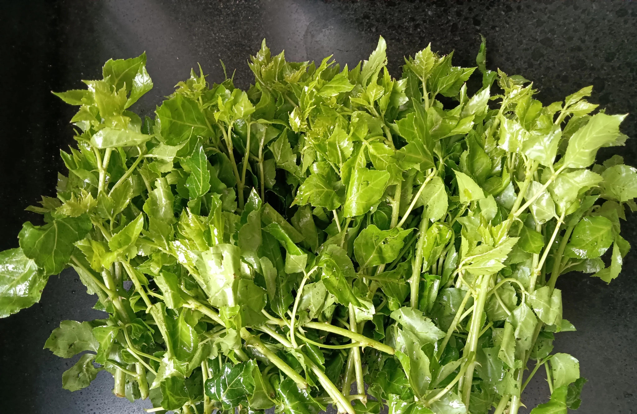 苦刺心猪肝汤满满是春天的味道